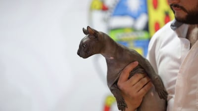 ¿Recuerdas al gato tatuado de ‘Los Mexicles’? Lanzan convocatoria para adoptarlo