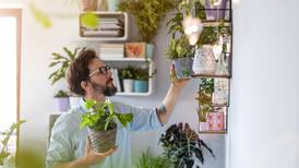 ¿Traes el ‘mood’ amante de las plantas? Estas ayudan a purificar el ambiente de tu casa