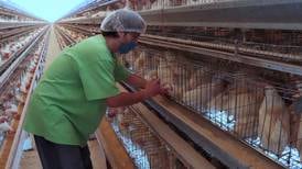 Influenza aviar AH5N1 en México: Senasica vacunará a aves de corral 
