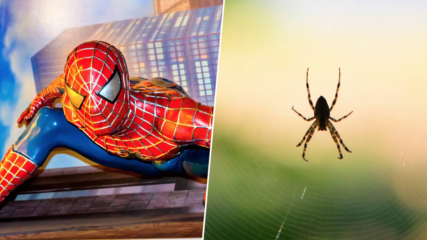 Con muchos 'pelitos': Así sería Spider-Man en la vida real, según la  ciencia – El Financiero