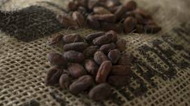 México celebra por primera vez el 'Día Nacional del Cacao y el Chocolate'