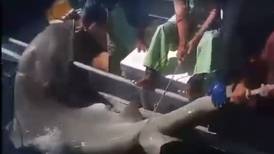 Pescadores de Tabasco capturan 2 ejemplares de tiburón martillo en peligro de extinción