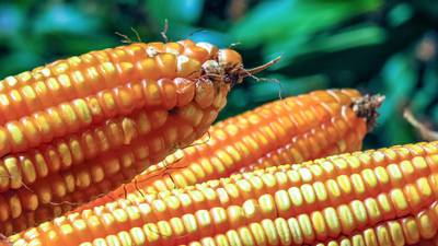 ‘Guerra’ por maíz transgénico es oficial: EU solicita formalmente consultas con México