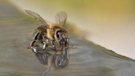 Las abejas no solo producen miel, ¡también pueden detectar el COVID-19!
